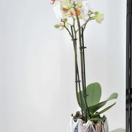 Appartamento Krstojevic