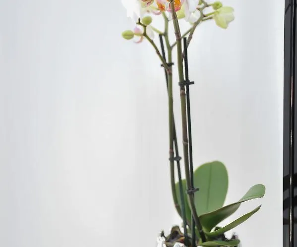 Διαμέρισμα Krstojevic